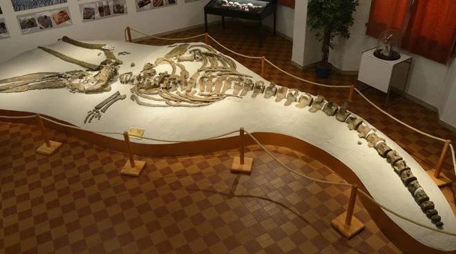 Rotary Scandicci: 1000 euro di biglietti al Museo Paleontologico G.A.M.P.S.